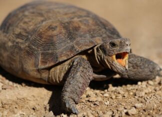 Jak cofnąć wysłany przelew?