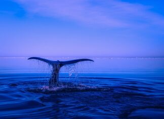Kiedy jest naruszenie praw autorskich? Kiedy jest naruszenie praw autorskich?