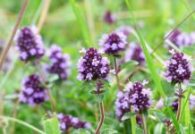 Czy można dostać 1 za brak stroju?