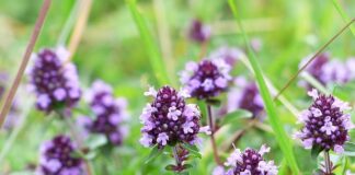 Czy można dostać 1 za brak stroju?