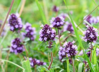 Czy można dostać 1 za brak stroju? Czy można dostać 1 za brak stroju?