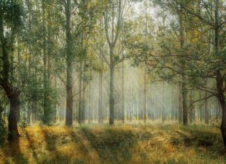 Czy Park Krajobrazowy to forma ochrony przyrody?