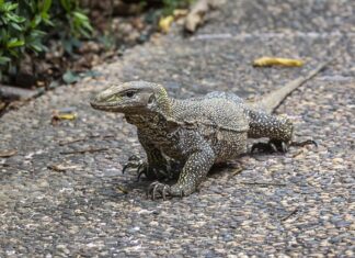 Czy lekarz rodzinny może dać skierowanie na tomografię komputerową?
