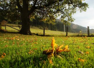 Ile to 45% na ocenę?