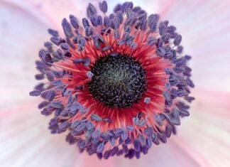 Czy naruszenie praw autorskich to przestępstwo? Czy naruszenie praw autorskich to przestępstwo?